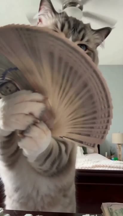 Money Flex AI video template preview